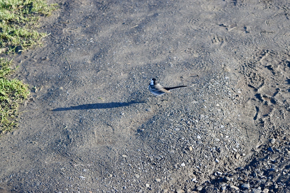 Little Bird at Cliffs of Moher