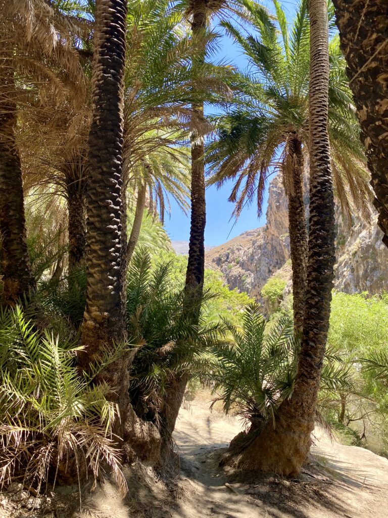 Preveli Beach palm trees